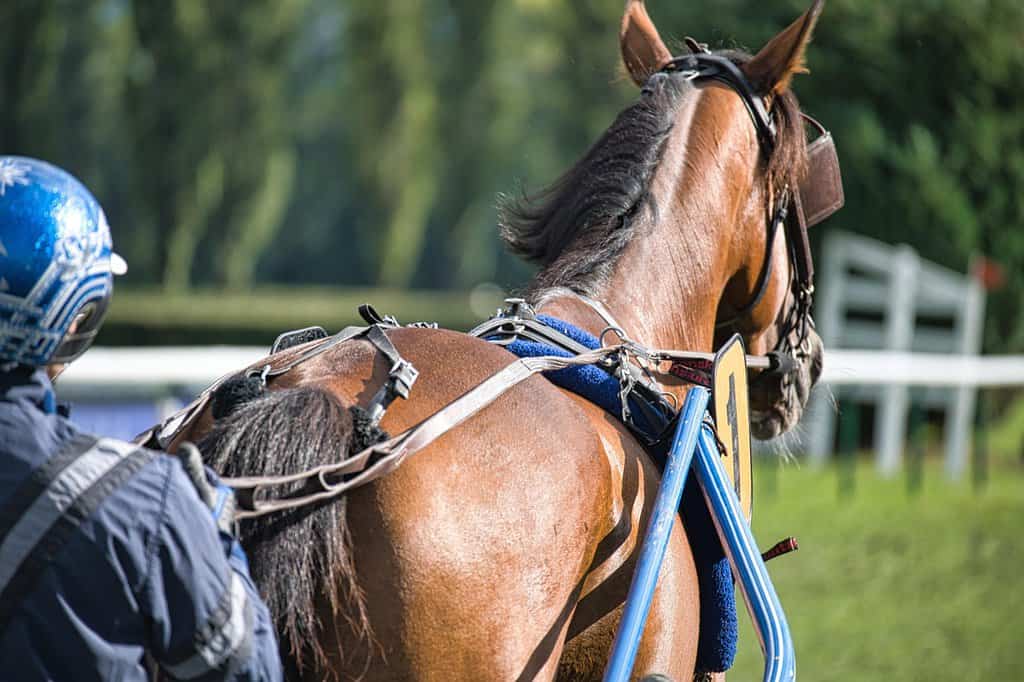 Kentucky Derby Winner Prediction Strategies: Arbitraging the Run for the Roses on Prediction Markets